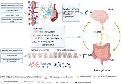 Exploring the common mechanism of vascular dementia and inflammatory bowel disease: a bioinformatics-based study